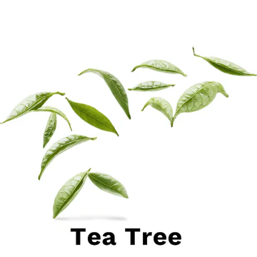 download - 2025-06-06T143956.051 - Copy - Copy - Copy